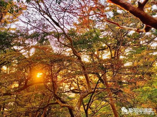 日本 久杉造,日本传统工艺的传承与创新