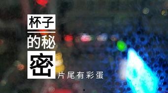 石家庄饭店爆料视频最新,视频揭露惊人内幕