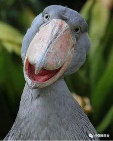 史前巨鸟免费观看,免费探索远古天空的奇幻之旅