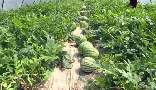 湖北最新吃瓜爆料视频