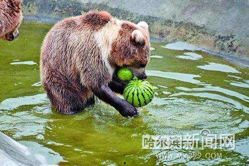 娱乐吃瓜酱小动物视频大全